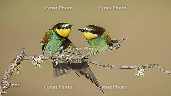 A pair of bee-eaters on the edge of the breeding colony [IBR125164200]