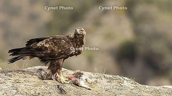 Golden eagle male/male golden eagle [IBR125164203]