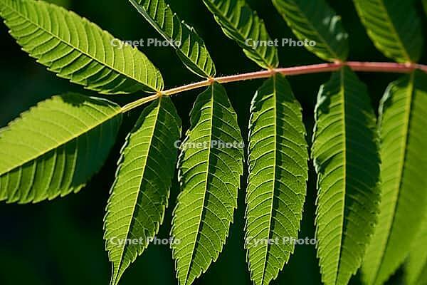 Stink tree (Rhus typhina), leaf, leaves, green, staghorn sumac, invasive, neophyte, poisonous, Schwäbisch Hall, Hohenlohe, Germany [IBR125164204]