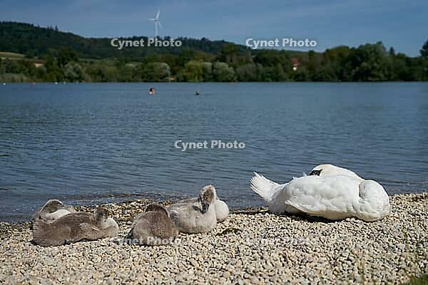 Young mute swans on the lakeshore, mute swan (Cygnus olor), swan, Starkholzbacher See, Starki, lake, local recreation area, bathing, swimming, Schwäbisch Hall, Hohenlohe, Germany [IBR125164209]