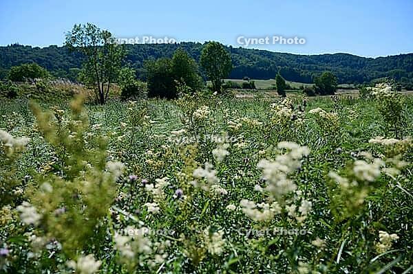 Meadow with flowers, meadowsweet (Filipendula ulmaria), bee pasture, insect pasture, summer, July, wild bee, bumblebee, insect, insect-friendly, bee-friendly, Schwäbisch Hall, Hohenlohe, Germany [IBR125164210]
