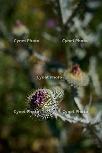 Common thistle (Onopordum acanthium), thistle, bee pasture, insect pasture, summer, July, wild bee, bumblebee, insect, insect-friendly, bee-friendly, Schwäbisch Hall, Hohenlohe, Germany [IBR125164212]