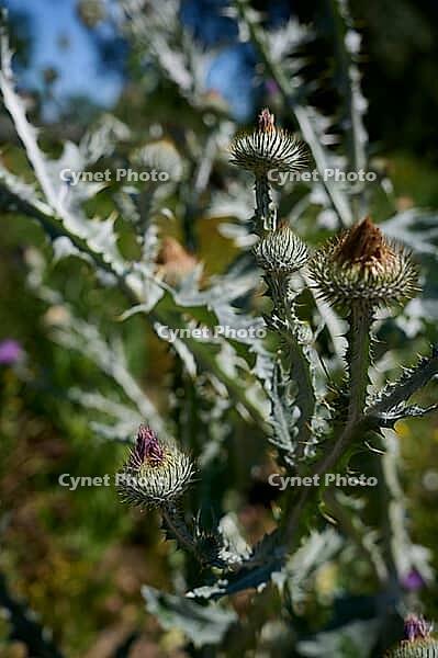 Common thistle (Onopordum acanthium), thistle, bee pasture, insect pasture, summer, July, wild bee, bumblebee, insect, insect-friendly, bee-friendly, Schwäbisch Hall, Hohenlohe, Germany [IBR125164213]