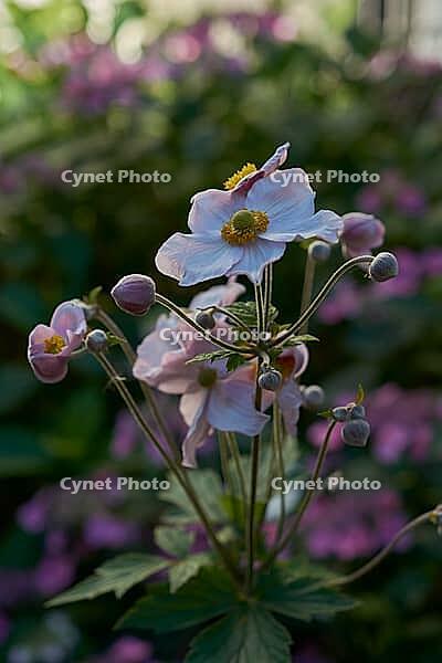 Garden anemone blooms in summer, July, anemone, bee willow, insect willow, summer, July, wild bee, bumblebee, insect friendly, bee friendly, Schwäbisch Hall, Hohenlohe, Germany [IBR125164216]