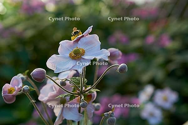 Garden anemone blooms in summer, July, anemone, bee willow, insect willow, summer, July, wild bee, bumblebee, insect friendly, bee friendly, Schwäbisch Hall, Hohenlohe, Germany [IBR125164217]