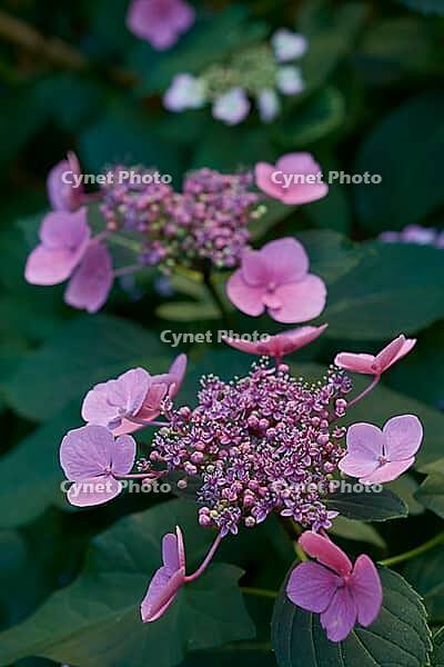 Hydrangea (Hydrangea) in bloom in the garden, flower, plant, blossom, ornamental flower, ornamental plant, decoration, shady spot, shade, Schwäbisch Hall, Hohenlohe, Germany [IBR125164218]