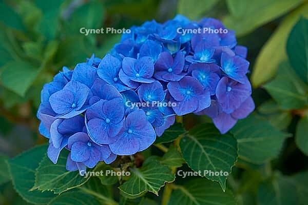 Hydrangea (Hydrangea) in bloom in the garden, flower, plant, blossom, ornamental flower, ornamental plant, decoration, shady spot, shade, Schwäbisch Hall, Hohenlohe, Germany [IBR125164219]