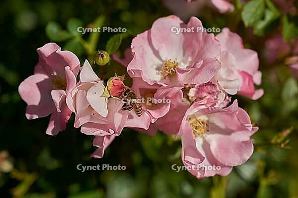 Honey bee on summer rose, rose plant, bee willow, insect willow, summer, July, wild bee, bumblebee, insect friendly, bee friendly, Schwäbisch Hall, Hohenlohe, Germany [IBR125164221]