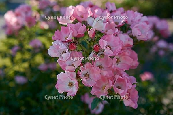 Summer rose, rose, bee willow, insect willow, summer, July, wild bee, bumblebee, insect, insect friendly, bee friendly, Schwäbisch Hall, Hohenlohe, Germany [IBR125164222]