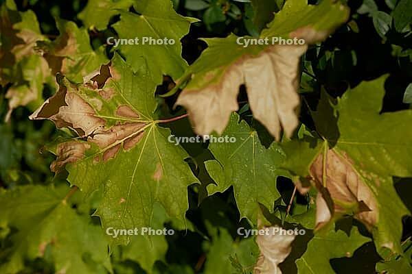 Heat damage to a maple leaf, maple (Acer), heat, heat stress, climate change, climate, drought, sun, warmth, summer, Schwäbisch Hall, Hohenlohe, Germany [IBR125164223]