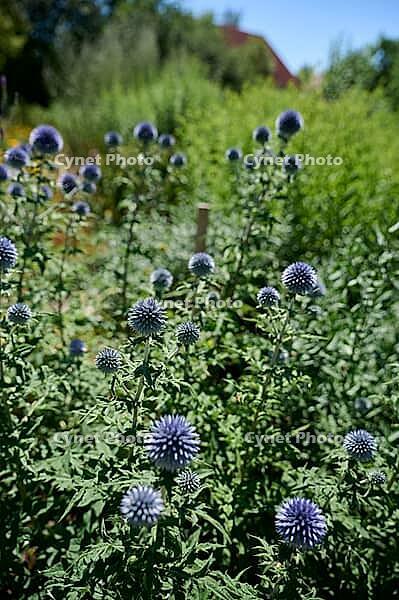 Globe thistle (Echinops), thistle, bee pasture, insect pasture, summer, July, wild bee, bumblebee, insect, insect-friendly, bee-friendly, Schwäbisch Hall, Hohenlohe, Germany [IBR125164224]
