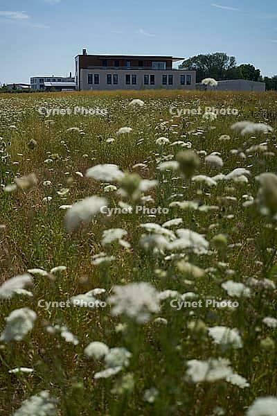 Wild carrot (Daucus carota) flowers on fallow land, industrial wasteland, fallow land, commercial wasteland, industrial wasteland, industrial estate, industrial area, commercial area, land, flowering fallow, flowering area, in bloom, bee pasture, insect p [IBR125164225]