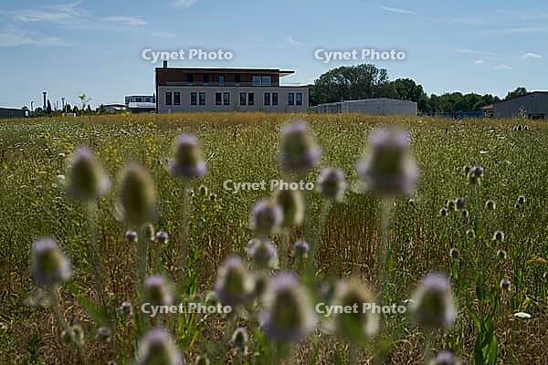 Wild teasel (Dipsacus fullonum) flowers on fallow land, industrial wasteland, fallow land, commercial estate, industrial estate, industry, commerce, area, flowering fallow land, flowering area, bloom, bee pasture, insect pasture, summer, July, wild bee, b [IBR125164226]