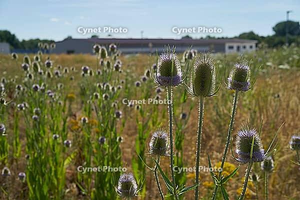 Wild teasel (Dipsacus fullonum) flowers on fallow land, industrial wasteland, fallow land, commercial estate, industrial estate, industry, commerce, area, flowering fallow land, flowering area, bloom, bee pasture, insect pasture, summer, July, wild bee, b [IBR125164227]