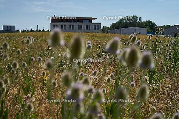 Wild teasel (Dipsacus fullonum) flowers on fallow land, industrial wasteland, fallow land, commercial estate, industrial estate, industry, commerce, area, flowering fallow land, flowering area, bloom, bee pasture, insect pasture, summer, July, wild bee, b [IBR125164228]