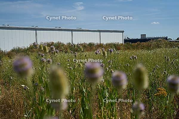 Wild teasel (Dipsacus fullonum) flowers on fallow land, industrial wasteland, fallow land, commercial estate, industrial estate, industry, commerce, area, flowering fallow land, flowering area, bloom, bee pasture, insect pasture, summer, July, wild bee, b [IBR125164229]