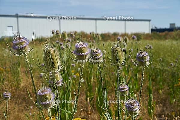 Wild teasel (Dipsacus fullonum) flowers on fallow land, industrial wasteland, fallow land, commercial estate, industrial estate, industry, commerce, area, flowering fallow land, flowering area, bloom, bee pasture, insect pasture, summer, July, wild bee, b [IBR125164230]
