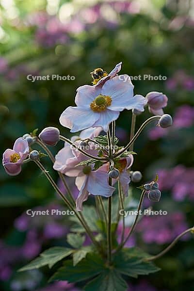 Garden anemone blooms in summer, July, anemone, bee willow, insect willow, summer, July, wild bee, bumblebee, insect friendly, bee friendly, Schwäbisch Hall, Hohenlohe, Germany [IBR125164231]