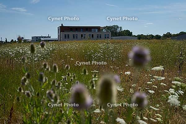 Wild teasel (Dipsacus fullonum) and wild carrot (Daucus carota) are flowering on fallow land, industrial wasteland, fallow land, commercial wasteland, industrial wasteland, industrial estate, commercial area, industrial area, area, flowering fallow land,  [IBR125164232]