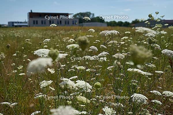 Wild carrot (Daucus carota) flowers on fallow land, industrial wasteland, fallow land, commercial wasteland, industrial wasteland, industrial estate, industrial area, commercial area, land, flowering fallow, flowering area, in bloom, bee pasture, insect p [IBR125164233]