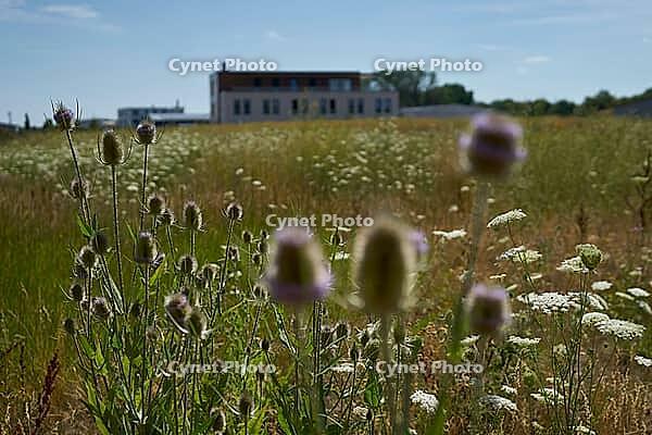 Wild teasel (Dipsacus fullonum) and wild carrot (Daucus carota) are flowering on fallow land, industrial wasteland, fallow land, commercial wasteland, industrial wasteland, industrial estate, industrial area, commercial area, land, flowering fallow land,  [IBR125164234]