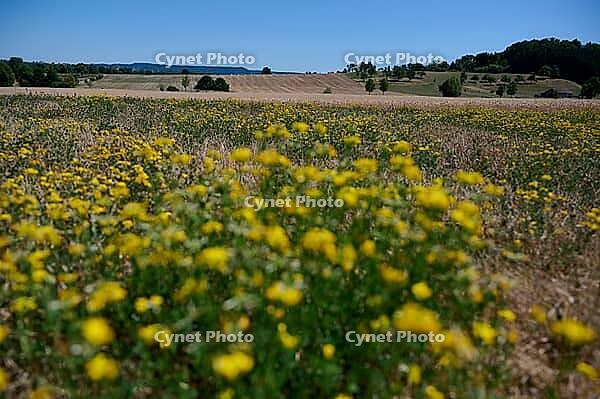 Bird's-foot Trefoil (Lotus corniculatus), clover, bee pasture, insect pasture, summer, July, wild bee, bumblebee, insect, insect-friendly, bee-friendly, Schwäbisch Hall, Hohenlohe, Germany [IBR125164235]