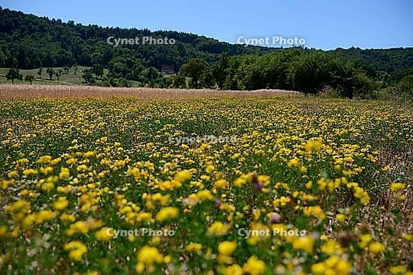 Bird's-foot Trefoil (Lotus corniculatus), clover, bee pasture, insect pasture, summer, July, wild bee, bumblebee, insect, insect-friendly, bee-friendly, Schwäbisch Hall, Wackershofen, Hohenlohe, Germany [IBR125164236]
