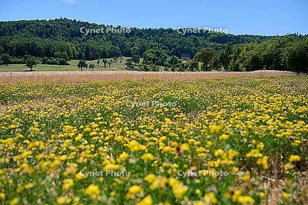 Bird's-foot Trefoil (Lotus corniculatus), clover, bee pasture, insect pasture, summer, July, wild bee, bumblebee, insect, insect-friendly, bee-friendly, Schwäbisch Hall, Schwäbisch-Franconian Wald nature park Park, Wackershofen, Hohenlohe, Germany [IBR125164237]