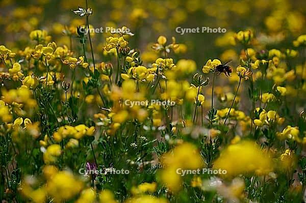 Bird's-foot Trefoil (Lotus corniculatus), clover, bee pasture, insect pasture, summer, July, wild bee, bumblebee, insect, insect-friendly, bee-friendly, Schwäbisch Hall, Hohenlohe, Germany [IBR125164238]