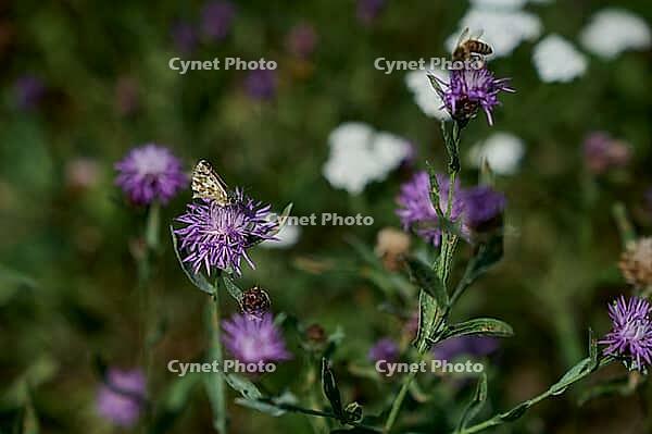 Oberthür's grizzled skipper (Pyrgus armoricanus), bee pasture, insect pasture, summer, July, wild bee, bumblebee, insect, insect-friendly, bee-friendly, Schwäbisch Hall, Hohenlohe, Germany [IBR125164239]