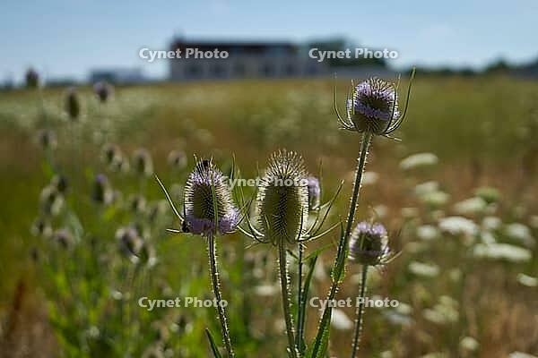 Wild teasel (Dipsacus fullonum) and wild carrot (Daucus carota) are flowering on fallow land, industrial wasteland, fallow land, commercial wasteland, industrial wasteland, industrial estate, commercial area, industrial area, area, flowering fallow land,  [IBR125164240]