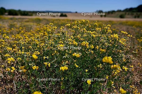 Bird's-foot Trefoil (Lotus corniculatus), clover, bee pasture, insect pasture, summer, July, wild bee, bumblebee, insect, insect-friendly, bee-friendly, Schwäbisch Hall, Hohenlohe, Germany [IBR125164241]
