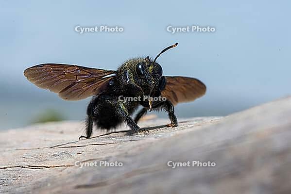 Apidae, bees, blue wood bee, large wood bee, hymenoptera, violet-winged wood bee, xylocopa violacea, insects, insects, violet carpenter bee [IBR125173403]