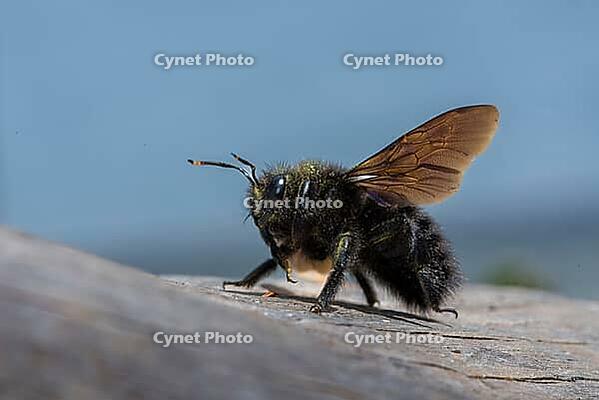 Apidae, bees, blue wood bee, large wood bee, hymenoptera, violet-winged wood bee, xylocopa violacea, insects, insects, violet carpenter bee [IBR125173404]