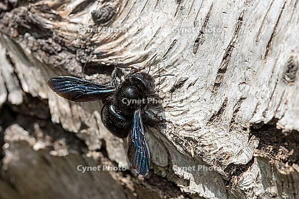 Apidae, bees, blue wood bee, large wood bee, hymenoptera, violet-winged wood bee, xylocopa violacea, insects, insects, violet carpenter bee [IBR125173405]