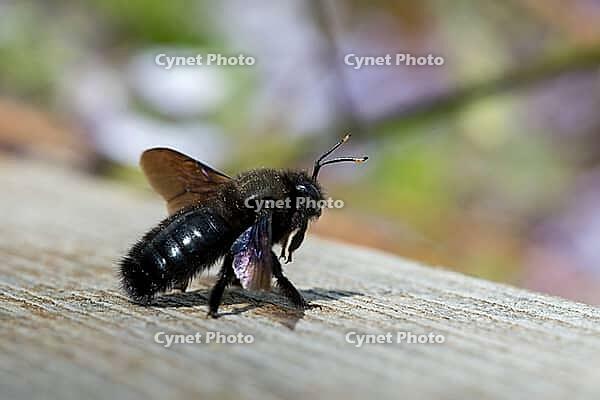 Apidae, bees, blue wood bee, large wood bee, hymenoptera, violet-winged wood bee, xylocopa violacea, insects, insects, violet carpenter bee [IBR125173408]