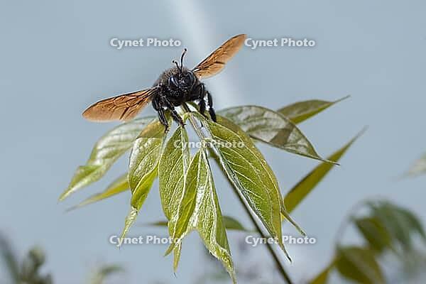 Apidae, bees, blue wood bee, large wood bee, hymenoptera, violet-winged wood bee, xylocopa violacea, insects, insects, violet carpenter bee [IBR125173409]