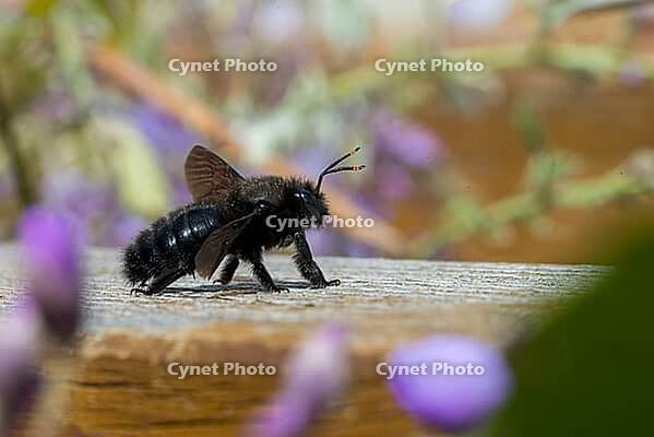 Apidae, bees, blue wood bee, large wood bee, hymenoptera, violet-winged wood bee, xylocopa violacea, insects, insects, violet carpenter bee [IBR125173410]