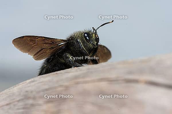 Apidae, bees, blue wood bee, large wood bee, hymenoptera, violet-winged wood bee, xylocopa violacea, insects, insects, violet carpenter bee [IBR125173412]