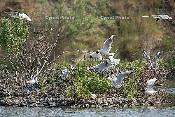 Black-headed gull, Chroicocephalus ridibundus, black-headed gull, Larus ridibundus, birds, breed, brood, breeding colony, charadriiformes, flying, flight, gulls, colony, limicols, seagulls, birds [IBR125173418]