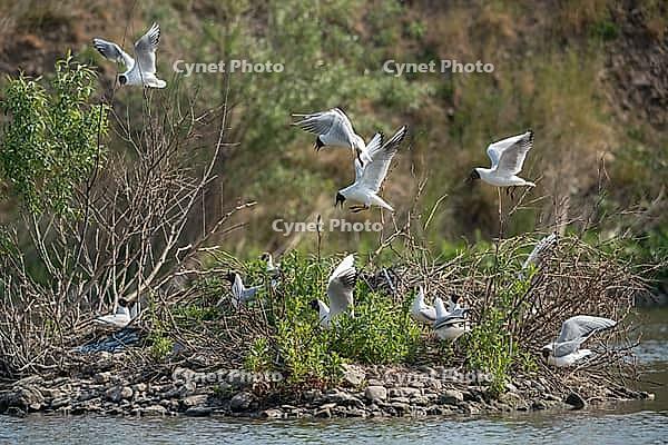 Black-headed gull, Chroicocephalus ridibundus, black-headed gull, Larus ridibundus, birds, breed, brood, breeding colony, charadriiformes, flying, flight, gulls, colony, limicols, seagulls, birds [IBR125173419]