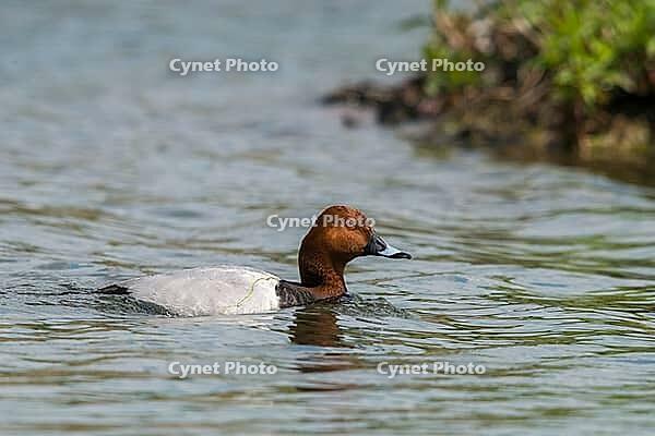 Aythya Ferina, Pochard, Table Duck, Anatidae, Birds, Ducks, Ducks, Duckbirds, Male, Birds, Waterbirds [IBR125173421]