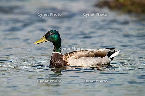 Anas platyrhynchos, mallard, mallard, anatidae, birds, ducks, ducks, ducks, male, birds, waterbirds, waterbirds [IBR125173422]