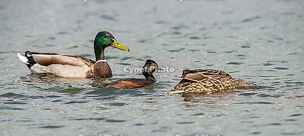 Anas platyrhynchos, black-necked grebe, mallard, podiceps nigricollis, black-necked grebe, mallard, anatidae, birds, ducks, ducks, ducks, grebes, podicipedidae, divers, birds, waterbirds, waterbirds [IBR125173423]