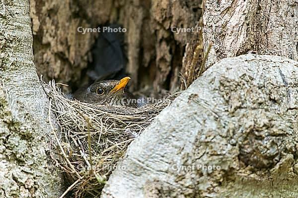 Blackbird, Turdus Merula, Birds, Breed, Brut, Female, Nest, Passeri, Songbirds, Birds, Female [IBR125173424]