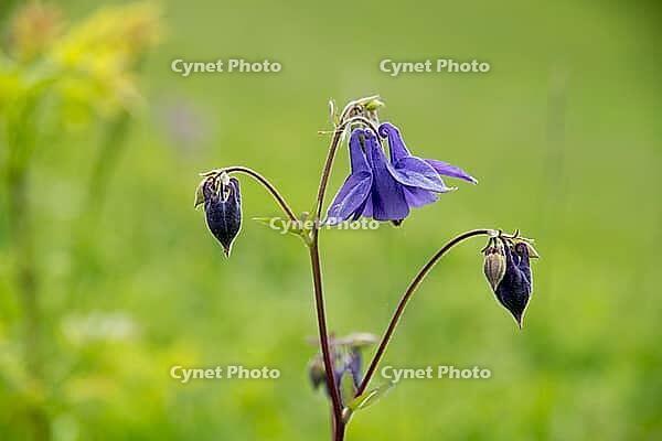 Columbine, aquilegia vulgaris, European columbine, common columbine, common columbine, buttercup family, ranunculaceae, common columbine, flora, granny's bonnet, granny's nightcap, plants [IBR125173425]
