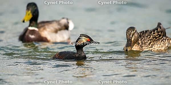 Anas platyrhynchos, black-necked grebe, mallard, podiceps nigricollis, black-necked grebe, mallard, anatidae, birds, ducks, ducks, ducks, grebes, podicipedidae, divers, birds, waterbirds, waterbirds [IBR125173426]