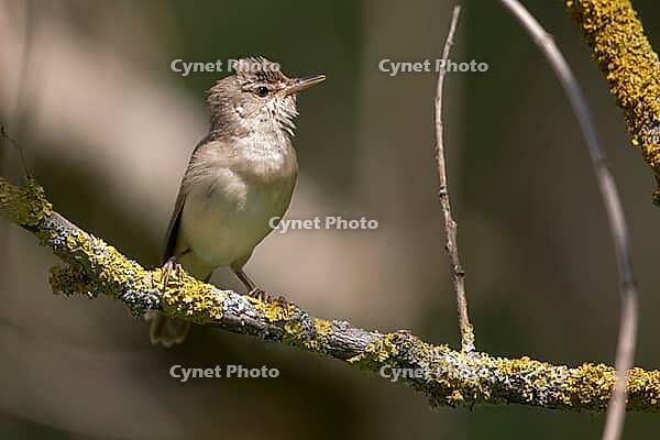 Acrocephalus palustris, marsh warbler, birds, passeri, songbirds, songbirds, birds, warblers [IBR125173427]