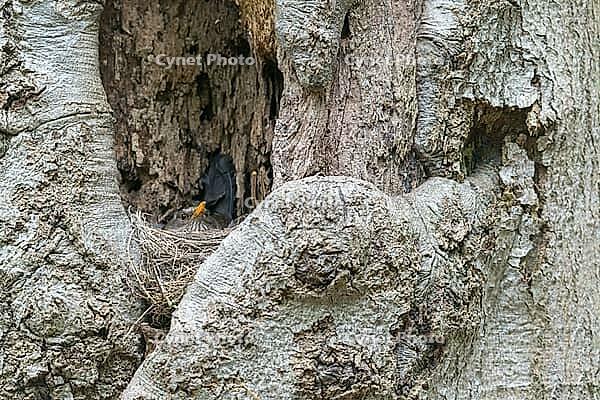 Blackbird, Turdus Merula, Birds, Breed, Brut, Female, Nest, Passeri, Songbirds, Birds, Female [IBR125173428]