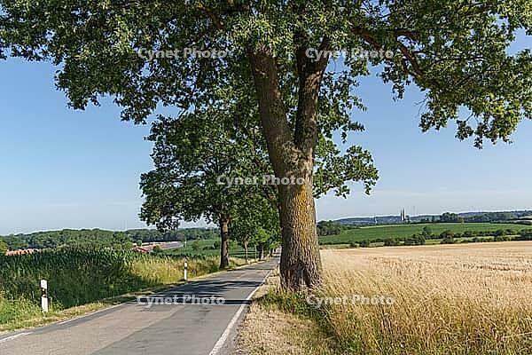Narrow country road with large trees and fields, quiet village scenery on a sunny day, Billerbeck, North Rhine-Westphalia, Germany [IBR125173443]